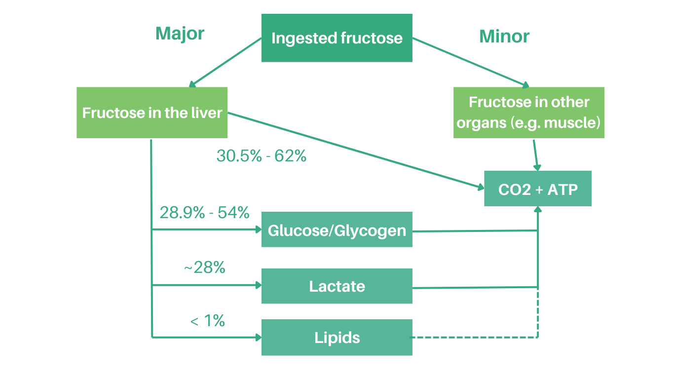 Acute metabolic fate of fructose in the body within 6 hours of ingesting 50-150 grams of fructose