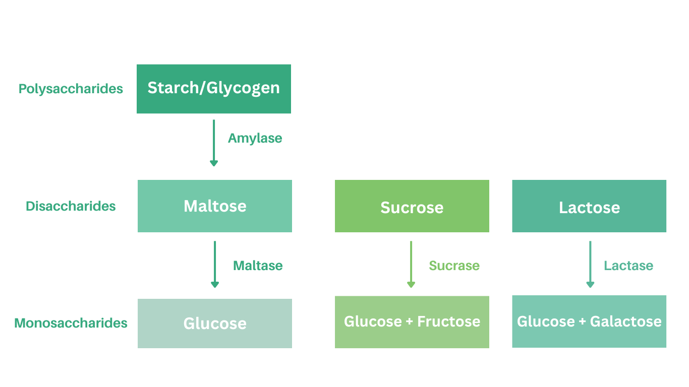 Breakdown of starches into different single unit sugars