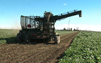 Sugar beets being harvested in the field