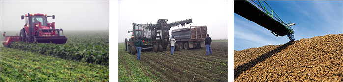 Three images of harvesting sugar beets from the field